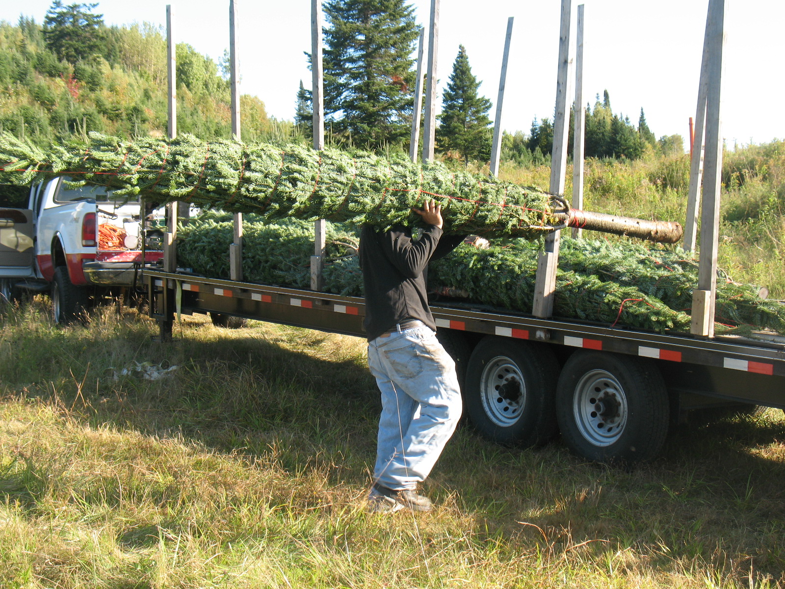 Hand Loading baled trees