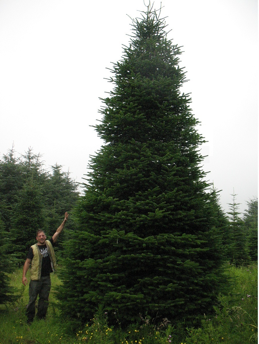 Large Nordman Fir