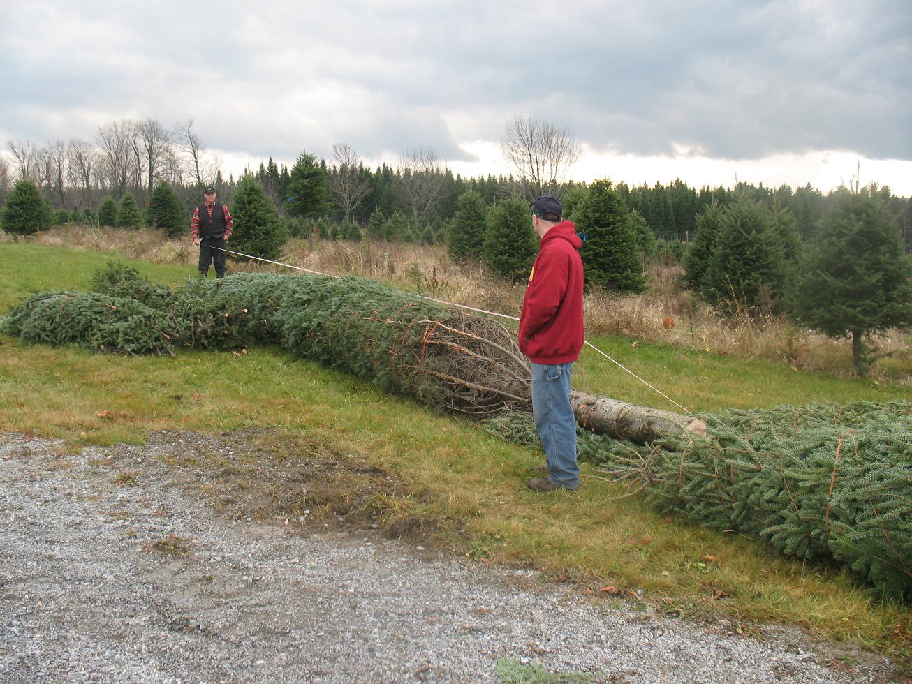 MEASURING Large Christmas Tree
