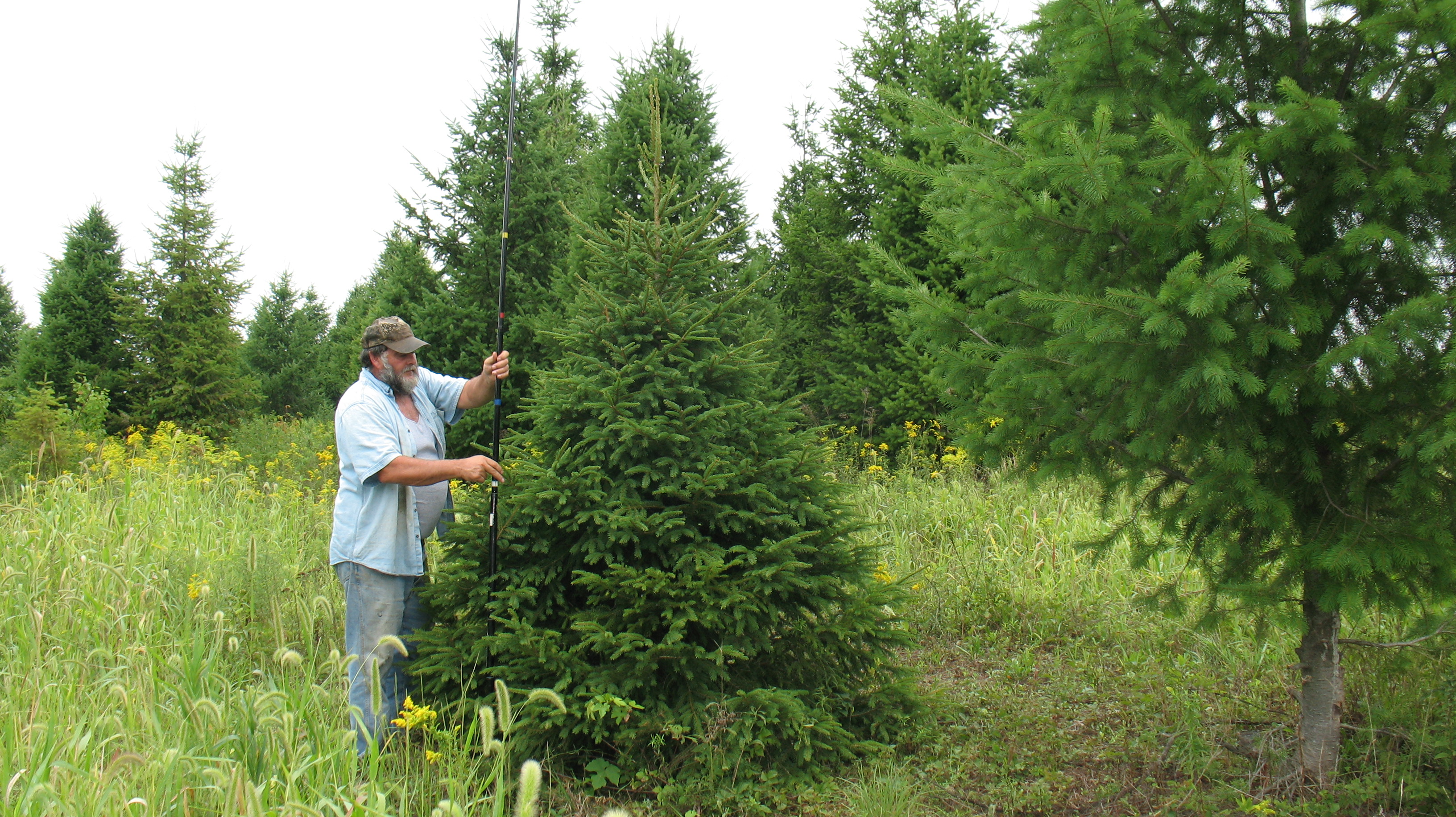 Measuring Christmas Trees