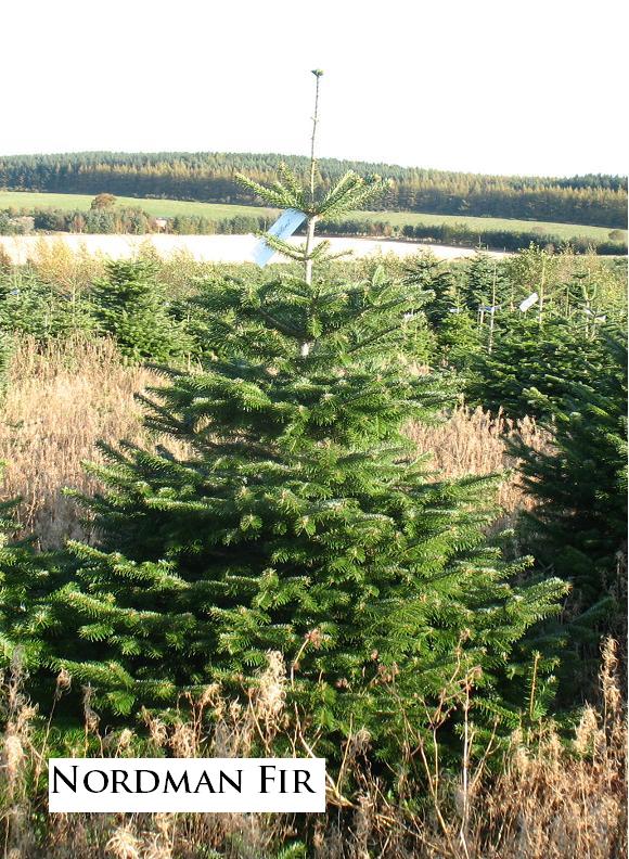 Nordman Fir