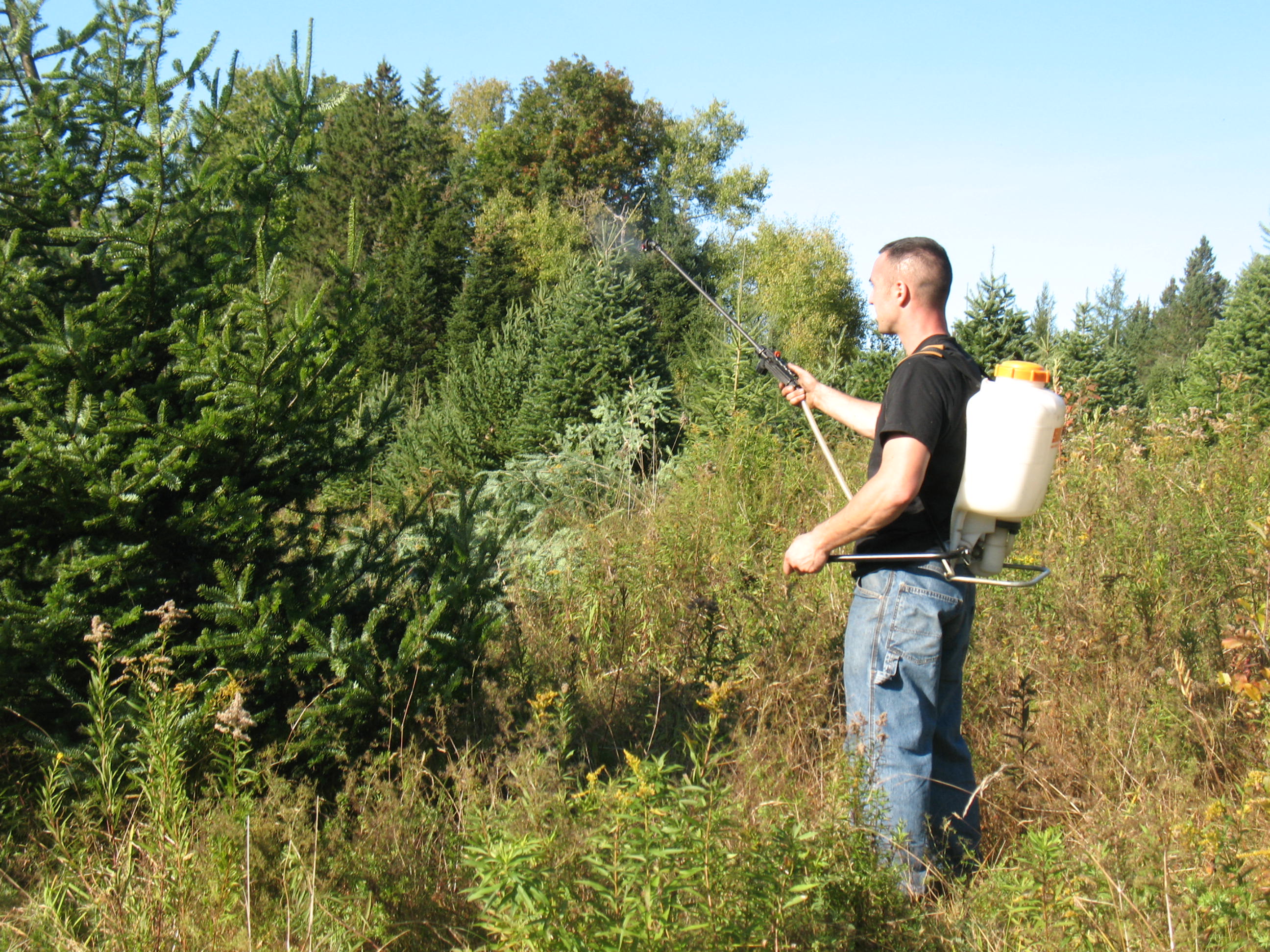 Outdoor Spraying Christmas Trees