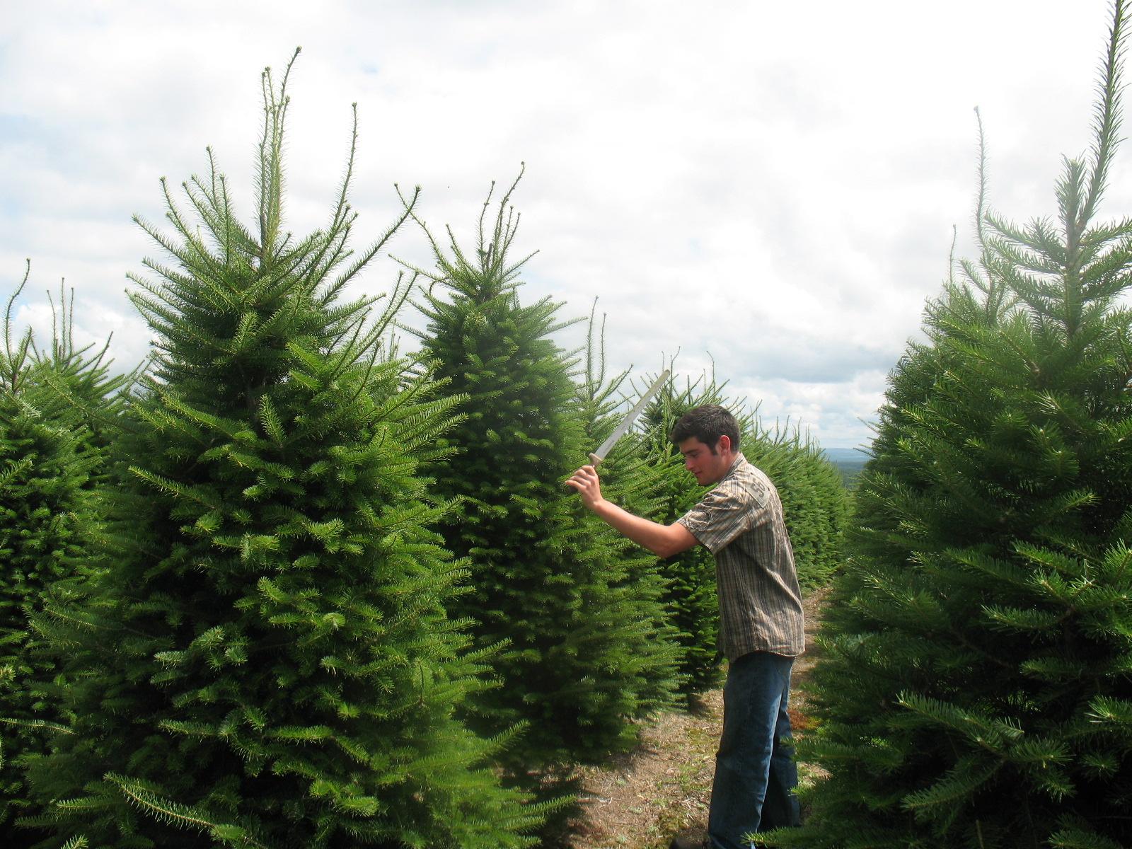 Shearing Christmas Trees