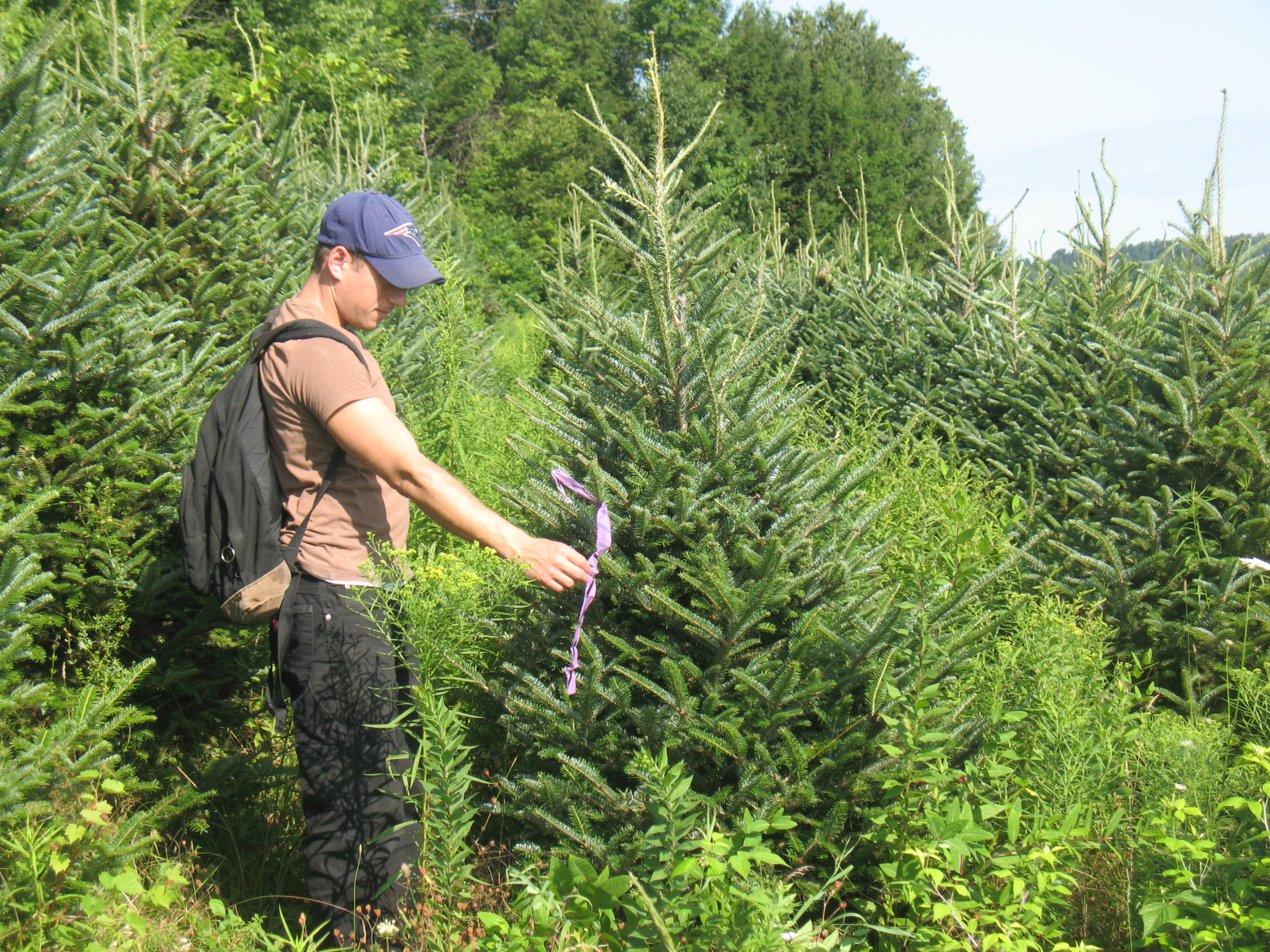 Tagging Christmas Trees