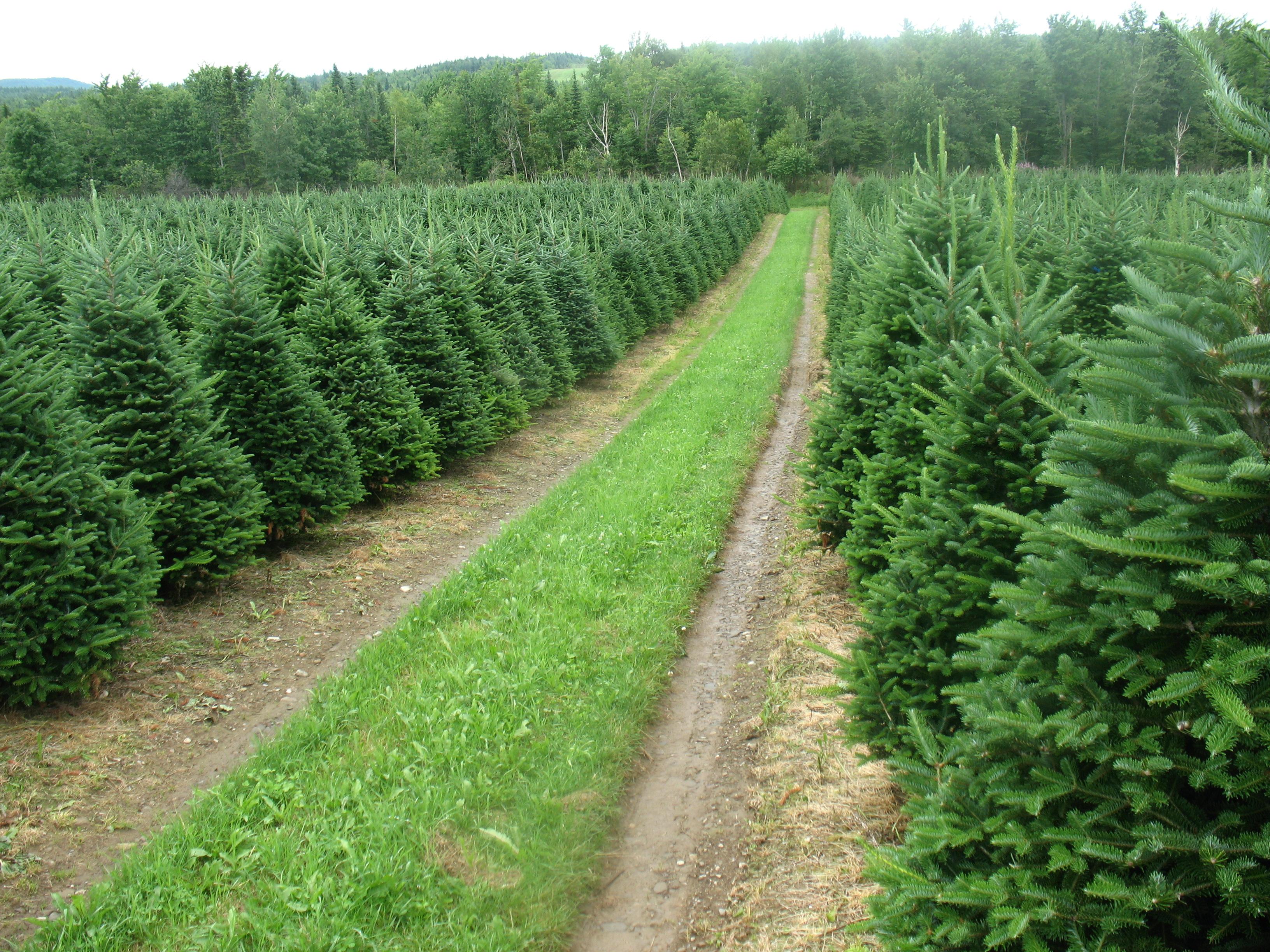 Fraser Fir Field