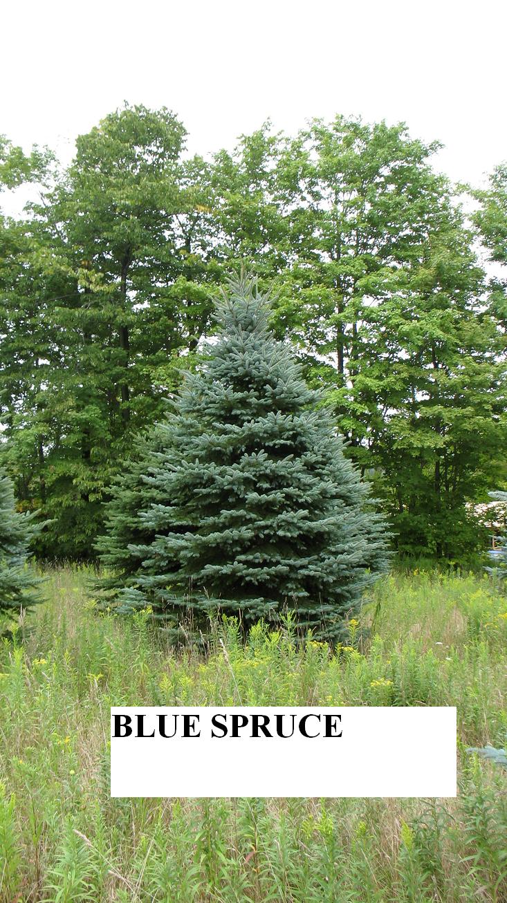 Christmas Tree Photos Bue Spruce North Pole Xmas Trees Tel. 603 930