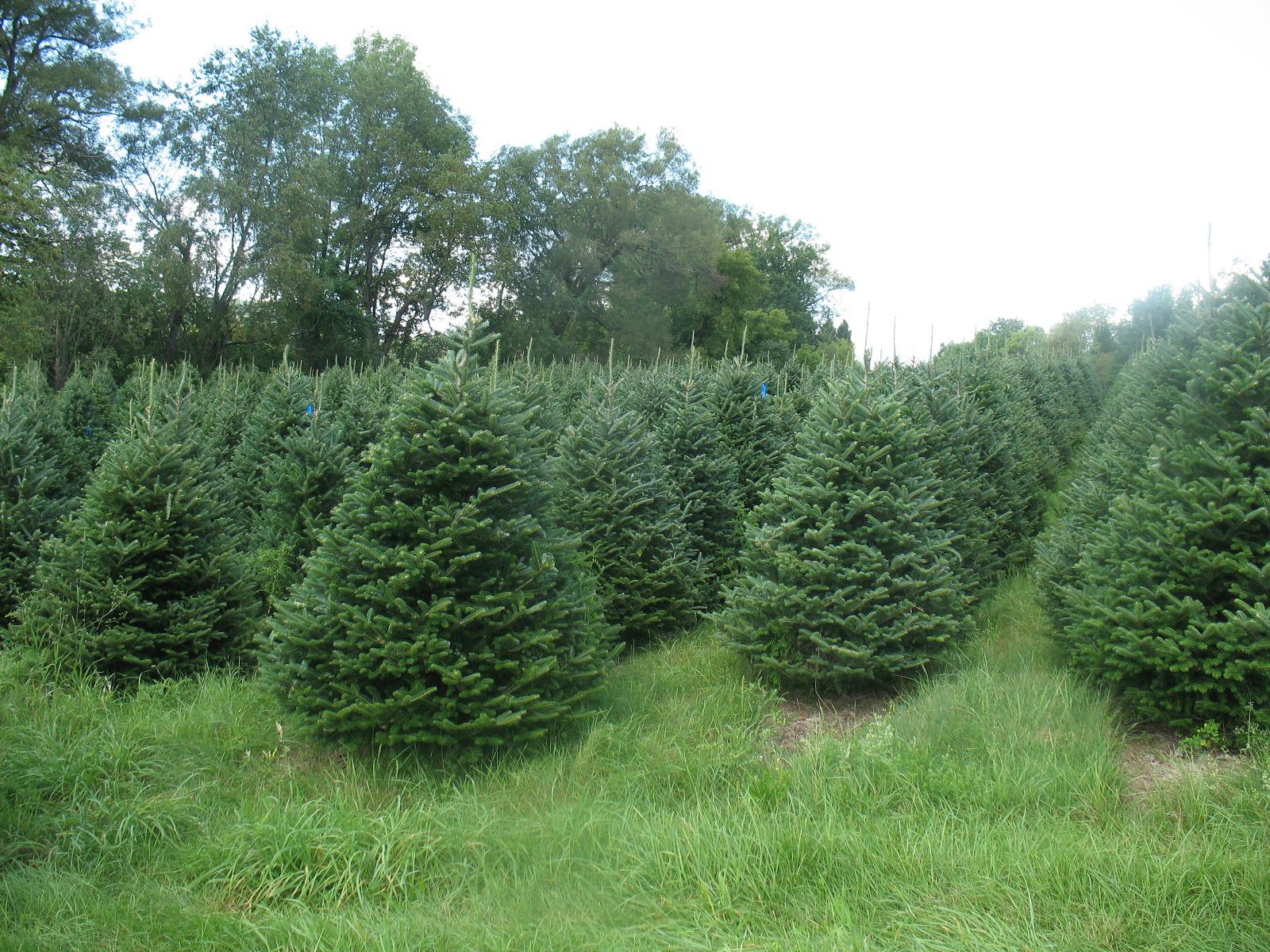 Christmas Tree Photos Cut Fraser Field North Pole Xmas Trees Tel
