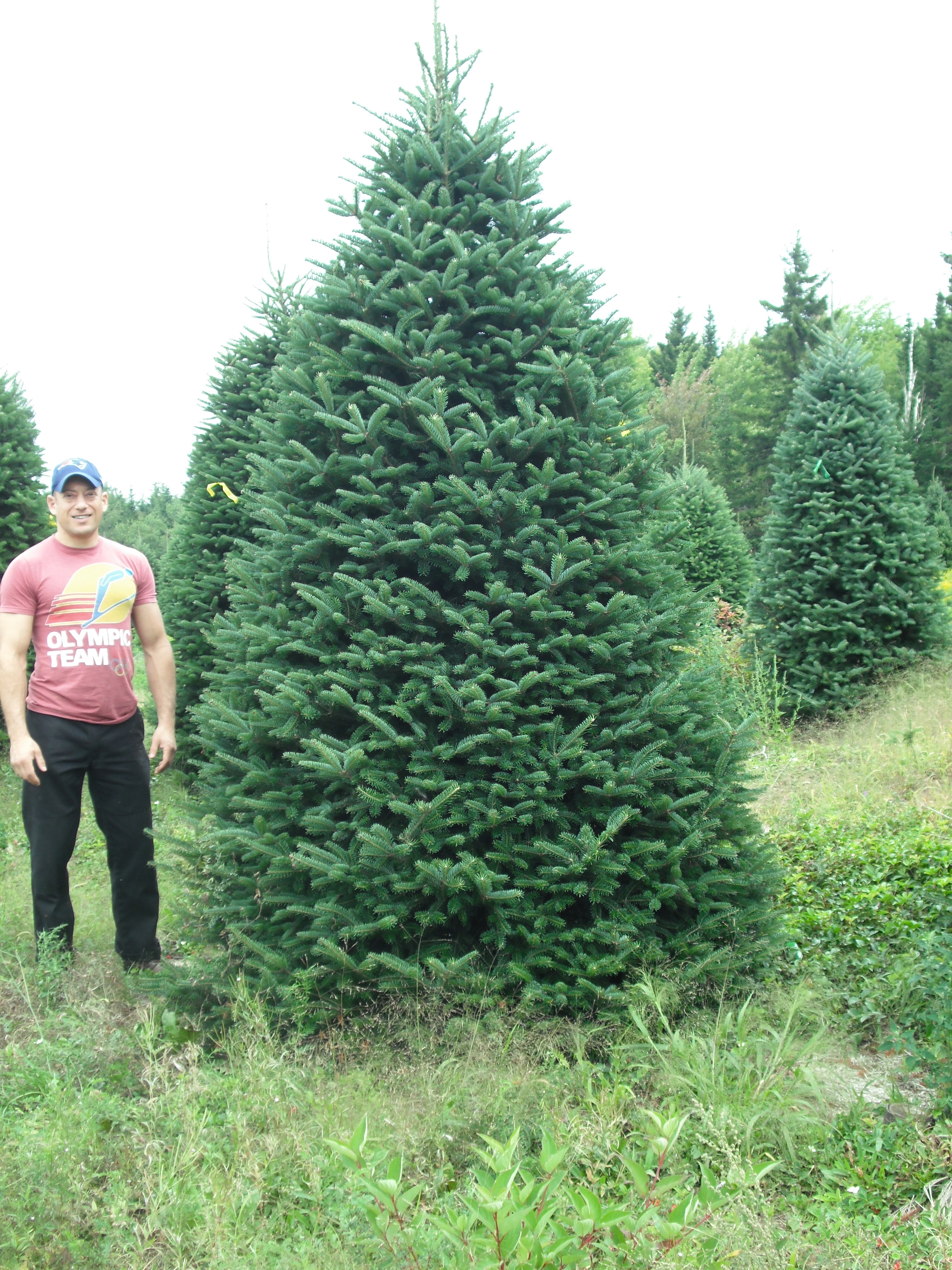 big xmas trees
