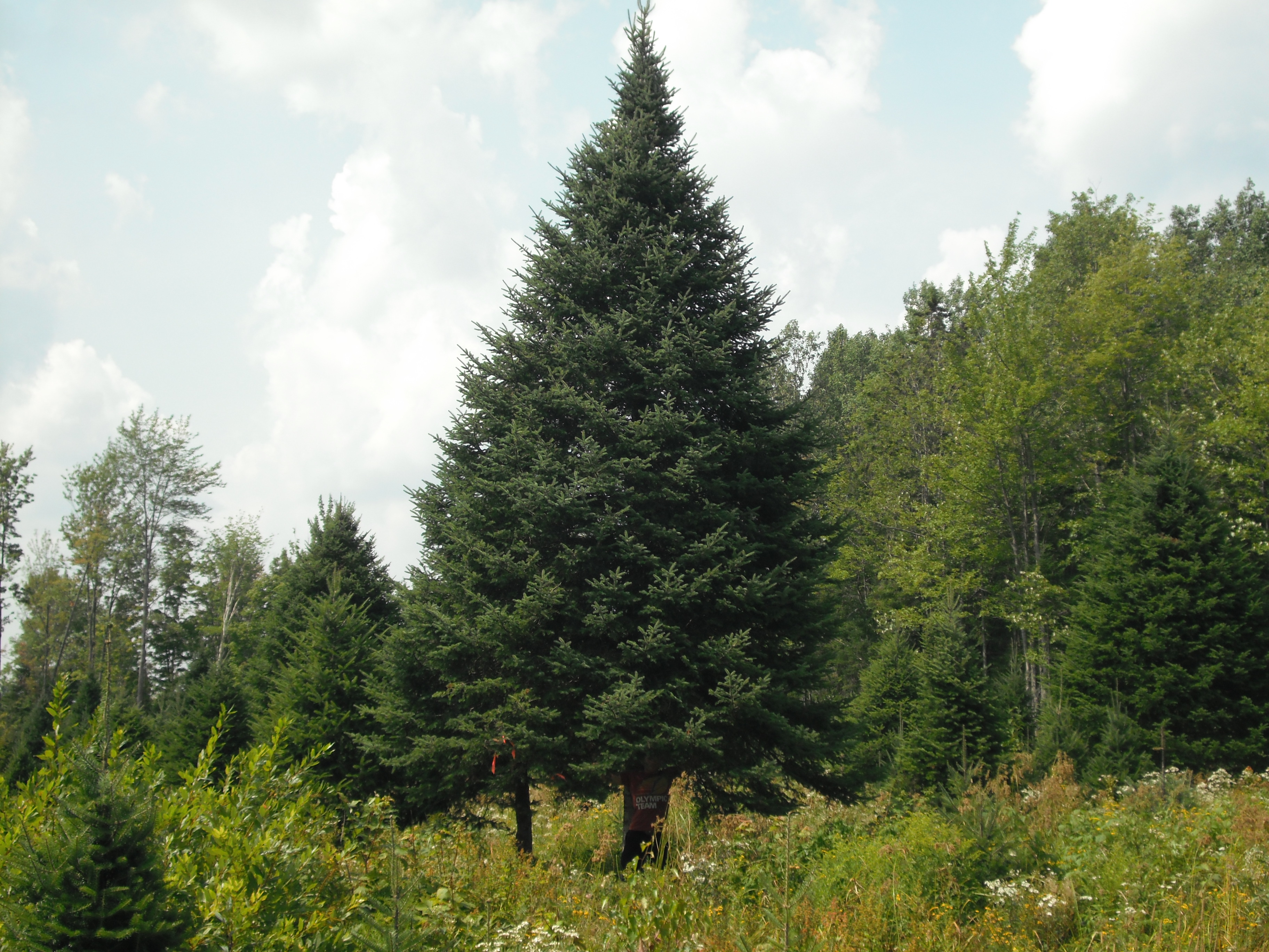 30 foot christmas tree