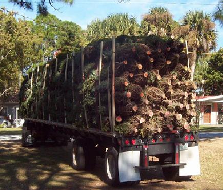 48' Flat Bed Christmas Tree Load