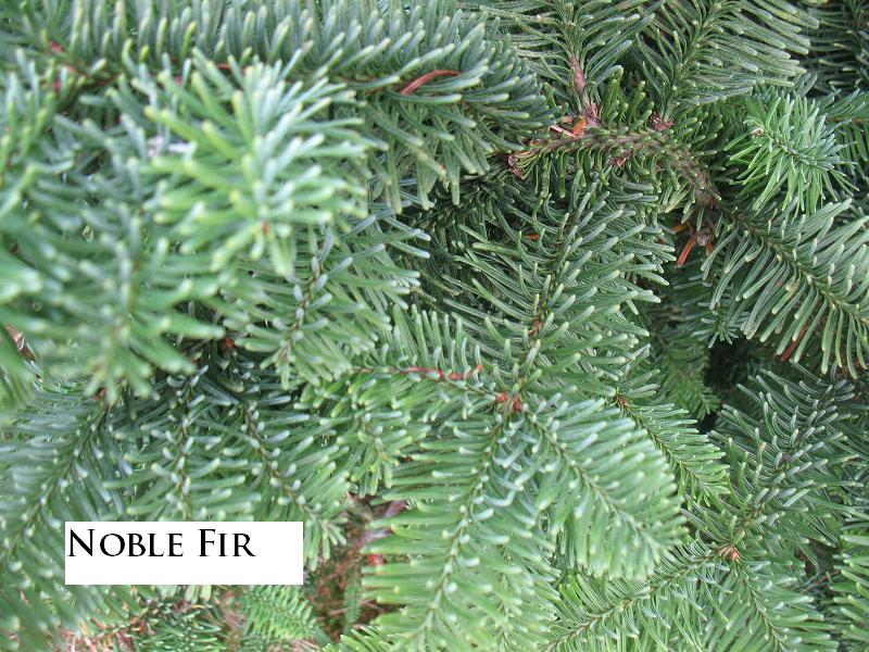 Noble Fir Tips