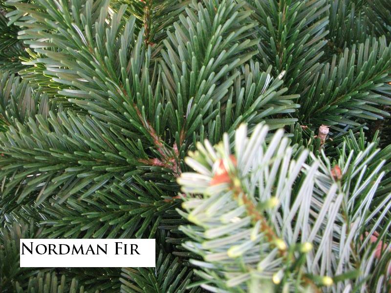 Nordmand Fir Tips